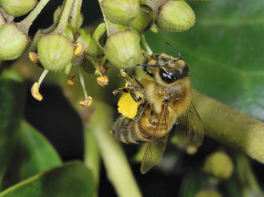 L''ape e la mosca